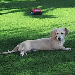 Sweet Toby Bear - Cream male Dachshund puppy in Tucson, Arizona from Crowned Doxies