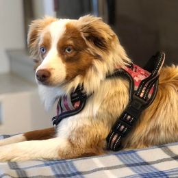 Aussiedoodles, Miniature Australian Shepherds, Pomeranians, and Toy Australian Shepherds from SBA Aussies