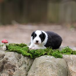 Truffle - Black Border Collie puppy in South Carolina from Blackbird Kennels