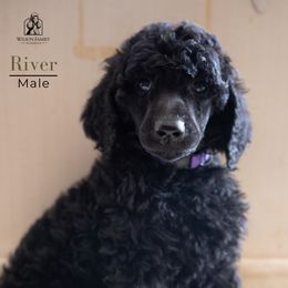 Poodle Puppies from Wilson Family Poodles