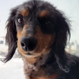 Stella - Dachshund