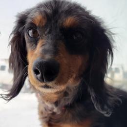 Stella - Dachshund