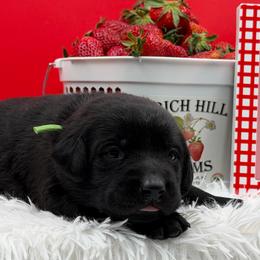 Green - Black female Labrador Retriever puppy in Heath Springs, South Carolina from Rich Hill Retrievers