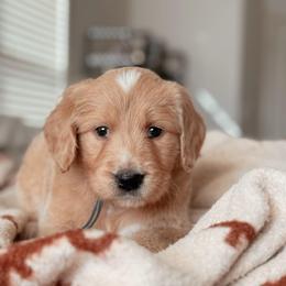 Big Sky, Boy - Cream male Goldendoodle puppy in Maricopa, Arizona from Desert Ridge Doodles