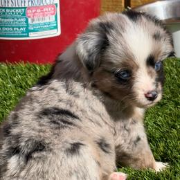 Petal - Blue merle female Toy Australian Shepherd puppy in Oroville, California from Diamond Arrow Aussies
