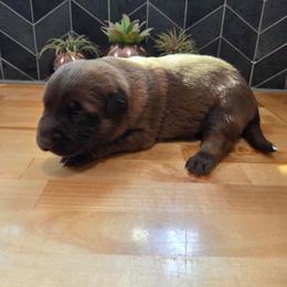Merida (Liver Malinois Female) - Gold brindle female Dutch Shepherd puppy in Signal Mountain, Tennessee from Torgun Police Dogs