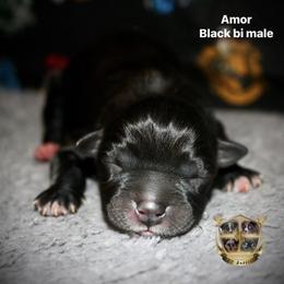 Amor - Black & white male Miniature Australian Shepherd puppy in El Dorado Springs, Missouri from HP Aussie Kennels