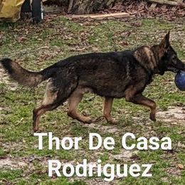 Thor - German Shepherd