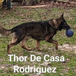 Thor - German Shepherd