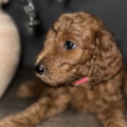 Goldendoodles from Sisters Doodles