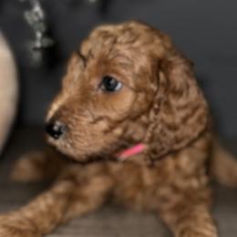 Goldendoodles from Sisters Doodles