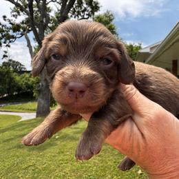 Richie Rich - Chocolate male Dachshund puppy in Bentonville, Arkansas from T & D Dachshunds by design