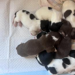 Dachshund Puppies from Vandruff Creek Mini Dachshunds