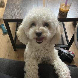 Pumpkin - Poodle