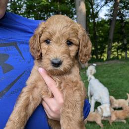 Rosie - Apricot female Goldendoodle puppy in Jackson, Michigan from Truth and Liberty Family Farm