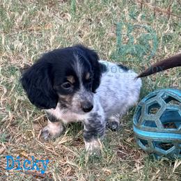 Dicky - Piebald male Dachshund puppy in Lexington, Oklahoma from BooneDox Miniature Dachshunds
