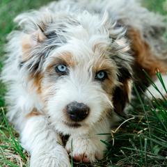 Boy 4 - male Australian Mountain Doodle puppy in Ellensburg, Washington from MB Livestock