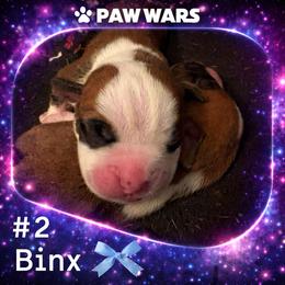 Binx - Fawn male Boxer puppy in Ocala, Florida from Bowers Boxers