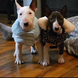 Bull Terrier and Miniature Bull Terrier Puppies from Virtue Bull Terriers & Miniature Bull Terriers