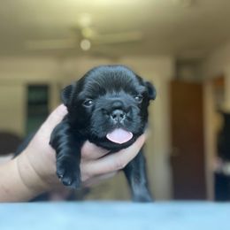 French Bulldog Puppies from Just Us Frenchies