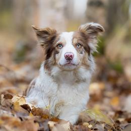 Dot - Border Collie