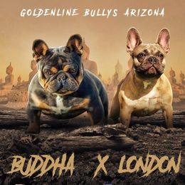 French Bulldog All Grown Up from Beau's French Bulldogs