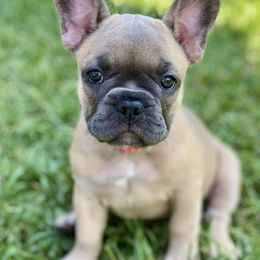 French Bulldog Puppies from Happy French Bulldogs