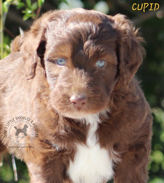 Aussiedoodle, Australian Shepherd, and Miniature Australian Shepherd Puppies from God’s Little Aussies