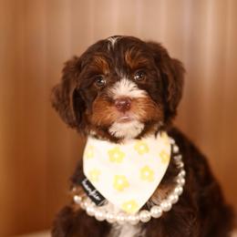 Chocolate - female Australian Mountain Doodle puppy in Spanish Fork, Utah from Little Puppy Co.