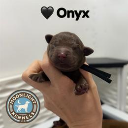 Onyx - Chocolate male Labrador Retriever puppy in Elloree, South Carolina from Moonlight Kennels LLC