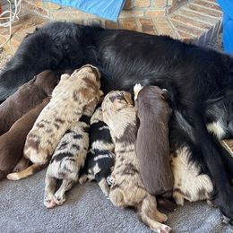 Australian Shepherd Puppies from Night Skye Aussies