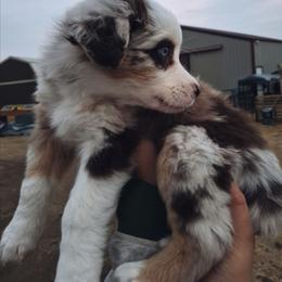 Anna-Red hq Merle w blue eyes - Red merle female Australian Shepherd puppy in Sioux Falls, Sd Area, South Dakota from Diamond Aussies N the Rough