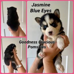 Jasmine - Black and white female Pomsky puppy in Lyons, Nebraska from Goodness Gracious Pomskies