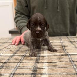 Boy 1 (Cooper) - Brown and gray male Wirehaired Pointing Griffon puppy in Shelley, Idaho from Western Gundogs
