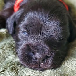Boy 2 - Schnoodle puppy from Eveleigh Acres Puppies