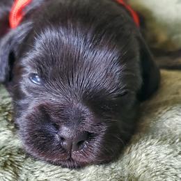 Boy 2 - Schnoodle puppy from Eveleigh Acres Puppies