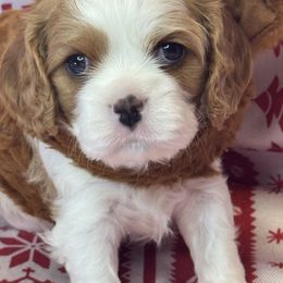 Frosty - Blenheim male Cavalier King Charles Spaniel puppy in Sandy, Utah from Wasatch Cavaliers