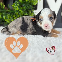 Goldendoodle Puppies from Maryland Designer Doodles