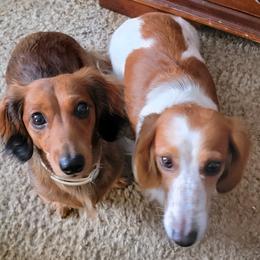 Dachshund Puppies from CLARK'S BREEDING PROGRAM