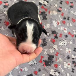 Onyx - Black and white male Border Collie puppy in Barnstead, New Hampshire from ☘️ Clover Leaf’s Border Collies