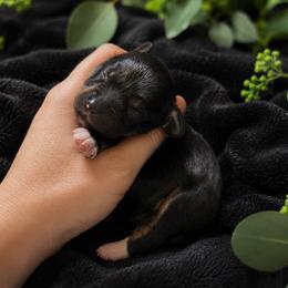 Zinnia - Black and tan female Cavapoo puppy in Battle Lake, Minnesota from Panda Puppies