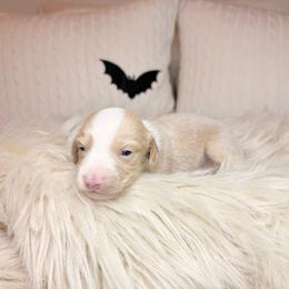 Caspian - Cream male Dachshund puppy in Washburn, Tennessee from Clinch Mountain Dachshunds