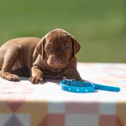German Shorthaired Pointer and Vizsla Puppies from Nosam Kennels- Hungarian Vizslas, and German Shorthairs Located in Kentucky