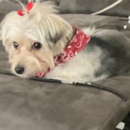 Shih Tzus, Shorkies, and Yorkshire Terriers from Tiny Tales Co.