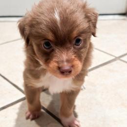 Red tri male - Red tri male Toy Australian Shepherd puppy in Brooker, Florida from Honey, I Shrunk the Aussies