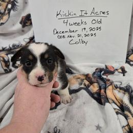 Colby - Black and tan male Pembroke Welsh Corgi puppy in Chariton, Iowa from Kickin It Acres BCs