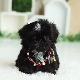 Majestys Shih Tzu Belladonna - Black female Shih Tzu puppy in Douglas, Massachusetts from Majesty’s Shih Tzus