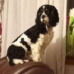 Trooper - Cocker Spaniel