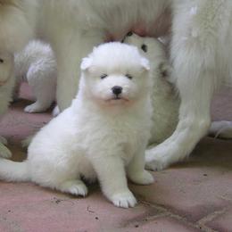 Samoyed Puppies from Sunkaska Samoyeds