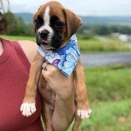 Kickin Roosters Viola (Purple Collar) - Fawn female Boxer puppy in Alpine, New York from Kickin Rooster AKC Boxers